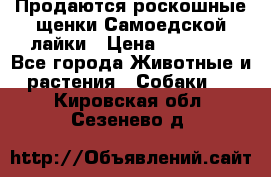 Продаются роскошные щенки Самоедской лайки › Цена ­ 40 000 - Все города Животные и растения » Собаки   . Кировская обл.,Сезенево д.